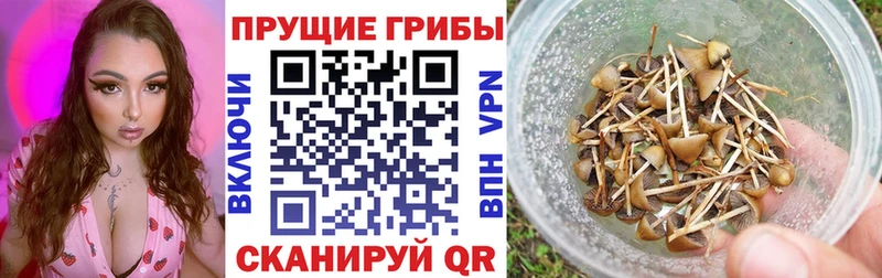 Псилоцибиновые грибы прущие грибы  Красноуфимск 
